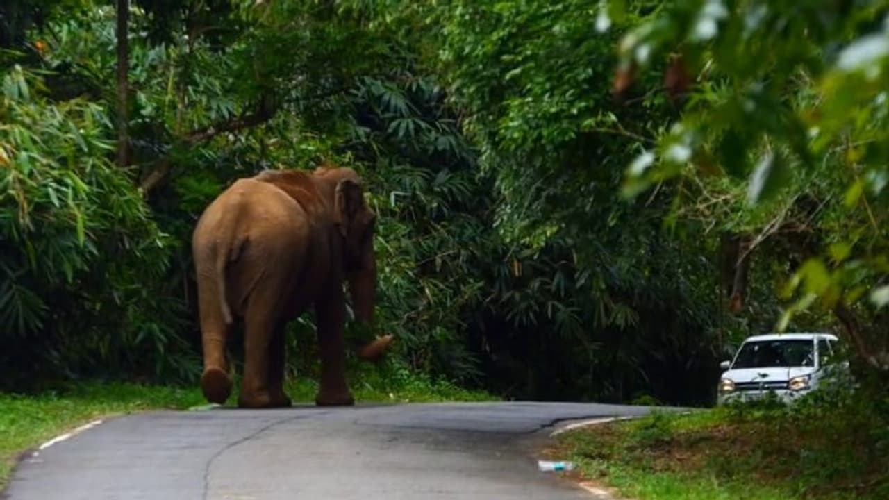 Selfie turns deadly as 23 year old man trampled to death by wild elephant in Maharashtra