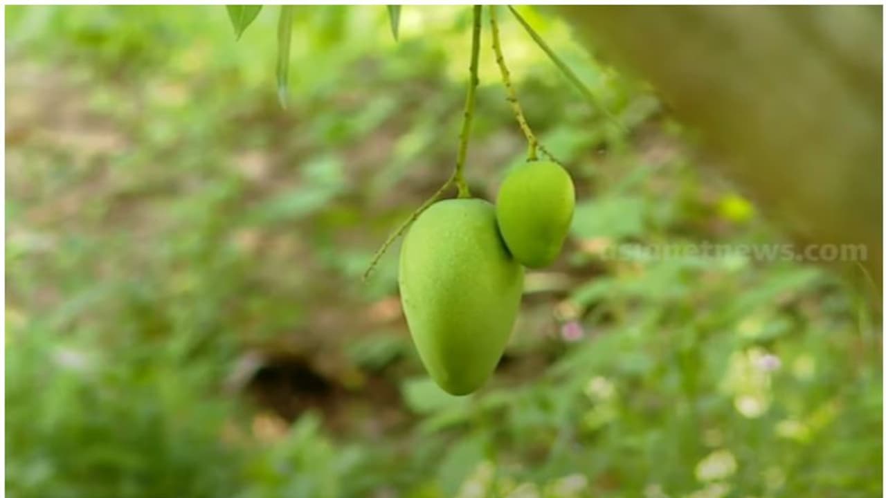 ഒരു ലക്ഷം ടൺ മാമ്പഴം കിട്ടിയിരുന്നിടത്ത് ഇപ്പോൾ 1000 ടൺ പോലുമില്ല; കേരളത്തിന്റെ മാംഗോ സിറ്റി പ്രതിസന്ധിയിൽ ഒരു ലക്ഷം ടൺ മാമ്പഴം കിട്ടിയിരുന്നിടത്ത് ഇപ്പോൾ 1000 ടൺ പോലുമില്ല; കേരളത്തിന്റെ മാംഗോ സിറ്റി പ്രതിസന്ധിയിൽ