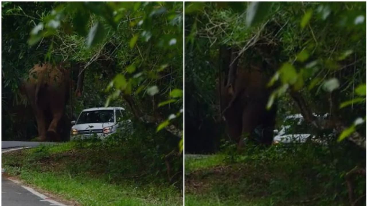 റോഡിന് ഇരുവശവും ആനക്കൂട്ടം, അതിരപ്പള്ളിയിൽ കാറിനുനേരെ പാഞ്ഞടുത്ത് കാട്ടാന; അദ്ഭുതകരമായ രക്ഷപ്പെടൽ റോഡിന് ഇരുവശവും ആനക്കൂട്ടം, അതിരപ്പള്ളിയിൽ കാറിനുനേരെ പാഞ്ഞടുത്ത് കാട്ടാന; അദ്ഭുതകരമായ രക്ഷപ്പെടൽ