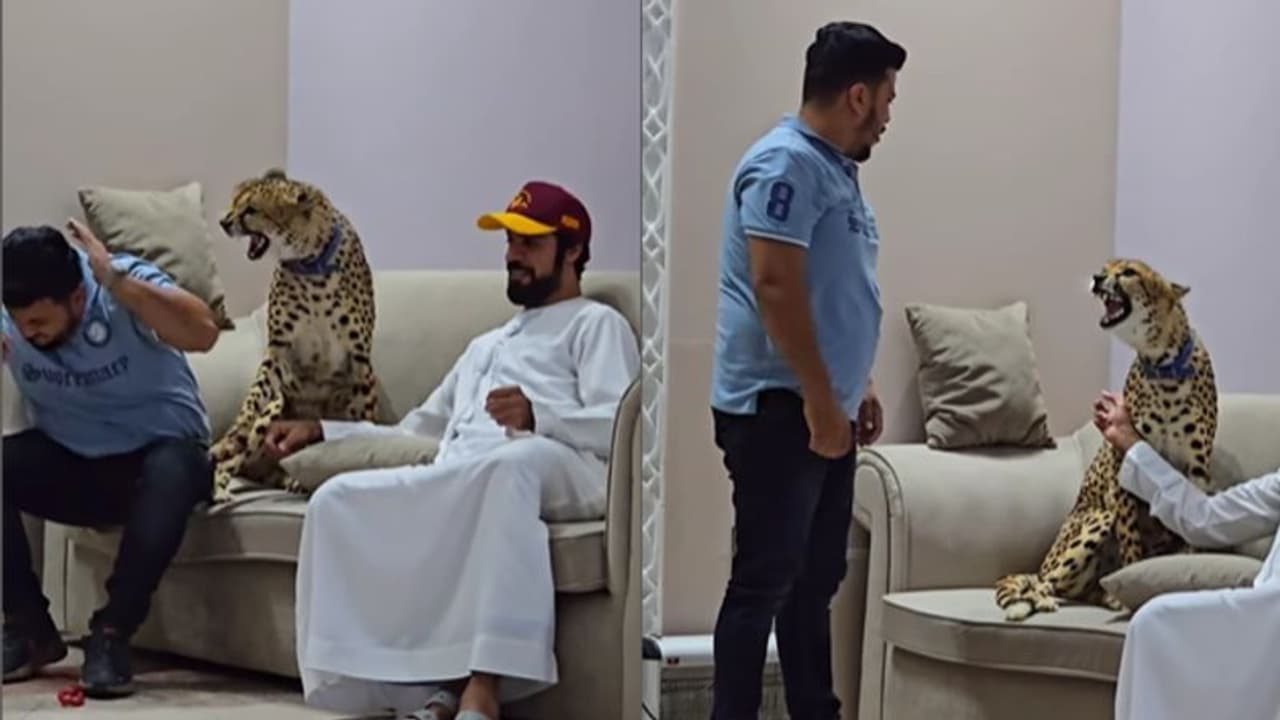 WATCH Video of influencer getting attacked by Cheetah kept as pet; Internet reacts 