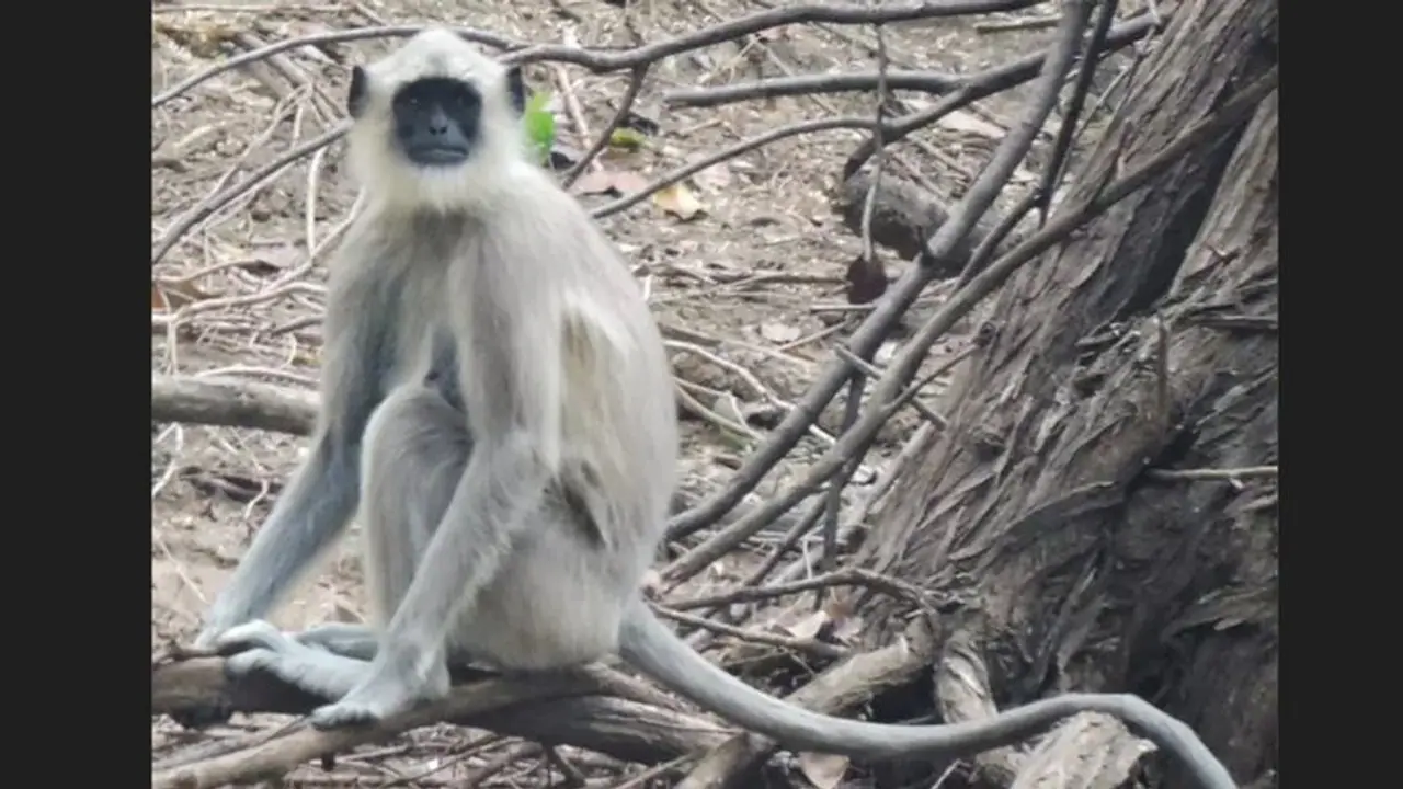 நெல்லையில் குரங்குகளை பிடிக்க சிறப்பு குழு; 13 வயது சிறுவன் குரங்கு கடித்து காயம் நெல்லையில் குரங்குகளை பிடிக்க சிறப்பு குழு; 13 வயது சிறுவன் குரங்கு கடித்து காயம்