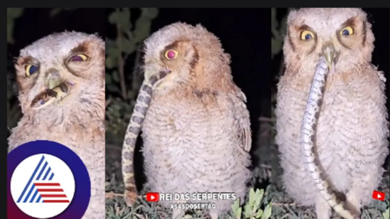 ಹಾವನ್ನು ನೂಡಲ್ಸ್ನಂತೆ ಎಳೆದು ನುಂಗಿದ ಗೂಬೆ! ವೈರಲ್ ವಿಡಿಯೋ ನೋಡಿ ನೆಟಿಜನ್ಸ್ ಶಾಕ್ ಹಾವನ್ನು ನೂಡಲ್ಸ್ನಂತೆ ಎಳೆದು ನುಂಗಿದ ಗೂಬೆ! ವೈರಲ್ ವಿಡಿಯೋ ನೋಡಿ ನೆಟಿಜನ್ಸ್ ಶಾಕ್