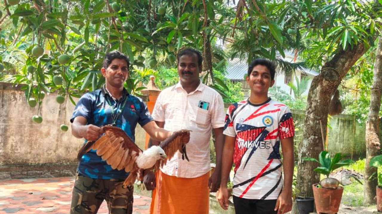 ഒടുവിൽ പിടി വീണു! നാട്ടുകാരെ പുറത്തിറങ്ങാൻ അനുവദിക്കാത്ത പരുന്തിനെ പിടികൂടി ഒടുവിൽ പിടി വീണു! നാട്ടുകാരെ പുറത്തിറങ്ങാൻ അനുവദിക്കാത്ത പരുന്തിനെ പിടികൂടി