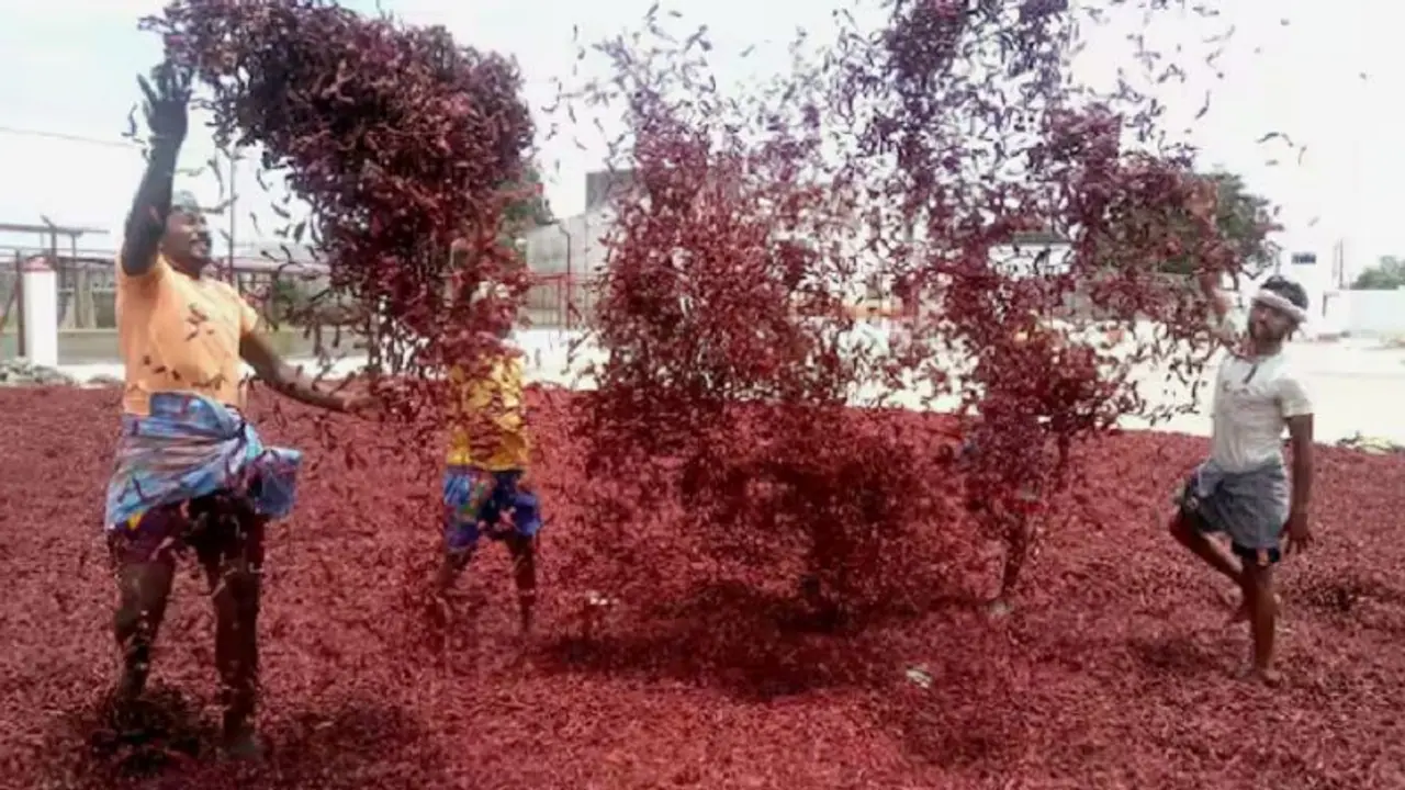 ಬ್ಯಾಡಗಿ ಮೆಣಸಿನಕಾಯಿ ₹3187 ಕೋಟಿ ವಹಿವಾಟು: ಅಂತಾರಾಷ್ಟ್ರೀಯ ಮಾರುಕಟ್ಟೆ ಗೌರವಕ್ಕೆ ಪಾತ್ರ! ಬ್ಯಾಡಗಿ ಮೆಣಸಿನಕಾಯಿ ₹3187 ಕೋಟಿ ವಹಿವಾಟು: ಅಂತಾರಾಷ್ಟ್ರೀಯ ಮಾರುಕಟ್ಟೆ ಗೌರವಕ್ಕೆ ಪಾತ್ರ!