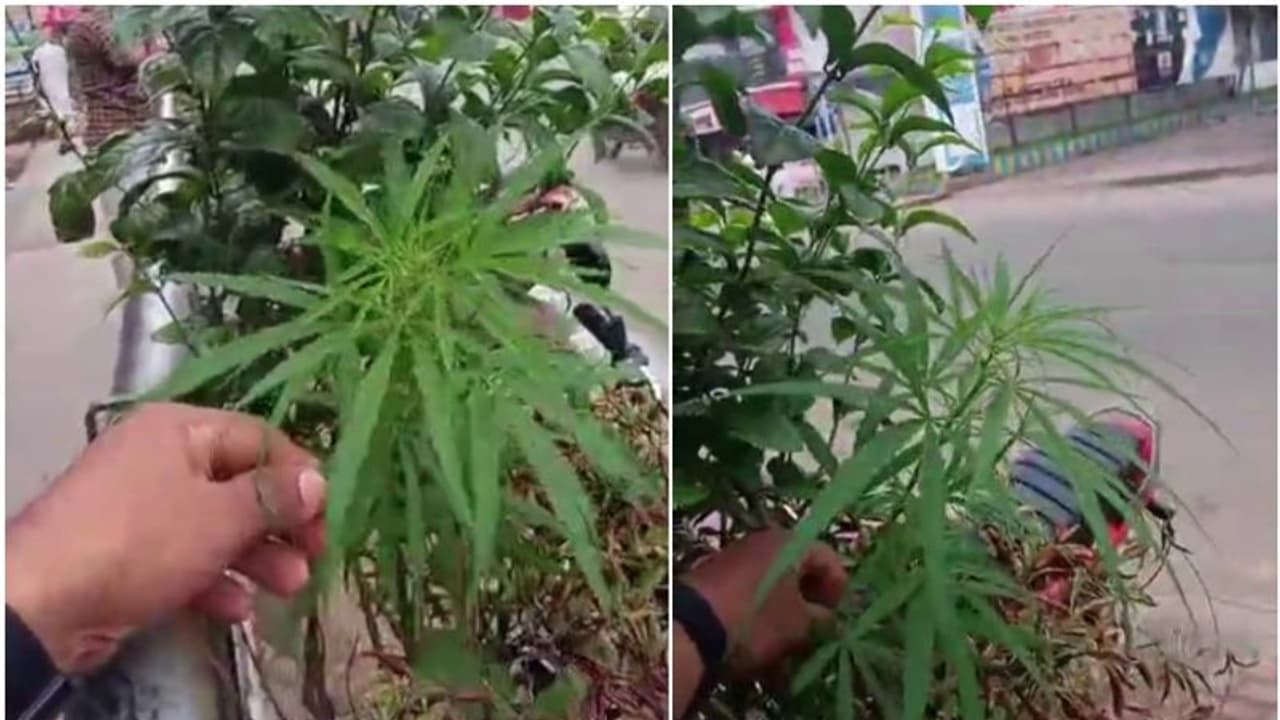 മണ്ണാർക്കാട് നഗരമധ്യത്തിൽ കഞ്ചാവ് ചെടി; നഗരവത്കരണത്തിന്റെ ഭാഗമായി സ്ഥാപിച്ച ചെടിച്ചട്ടിയിലാണ് വളര്ന്നത് മണ്ണാർക്കാട് നഗരമധ്യത്തിൽ കഞ്ചാവ് ചെടി; നഗരവത്കരണത്തിന്റെ ഭാഗമായി സ്ഥാപിച്ച ചെടിച്ചട്ടിയിലാണ് വളര്ന്നത്