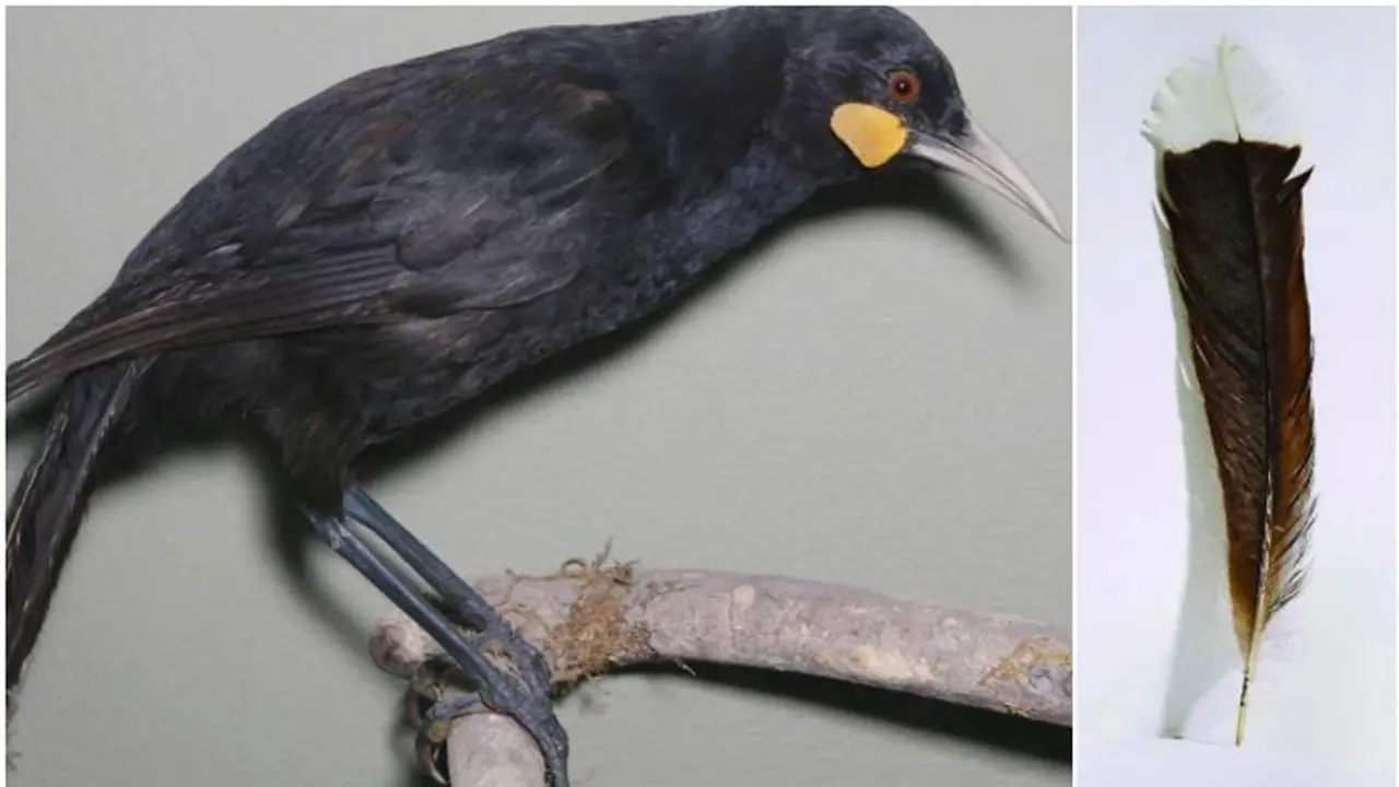 പാടുന്ന പക്ഷി, അവസാനം കണ്ടത് 100 വർഷം മുൻപ്, കണ്ടുകിട്ടിയ തൂവലിന് സ്വർണത്തേക്കാൾ വില
