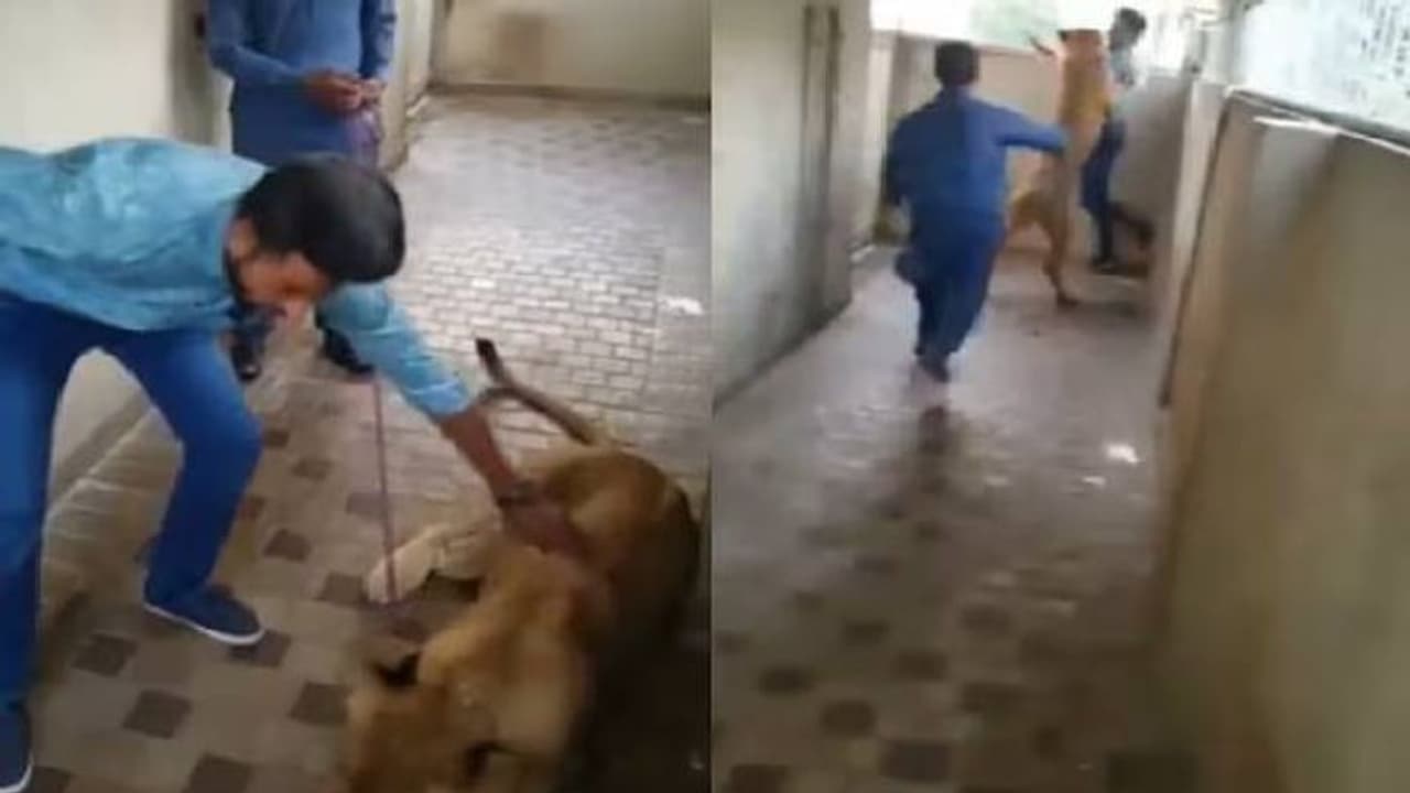 സിംഹമാണ്, കൊഞ്ചിക്കാനും താലോലിക്കാനും പോയാൽ ഇങ്ങനെയിരിക്കും, യുവാവിന് കിട്ടിയ പണി സിംഹമാണ്, കൊഞ്ചിക്കാനും താലോലിക്കാനും പോയാൽ ഇങ്ങനെയിരിക്കും, യുവാവിന് കിട്ടിയ പണി