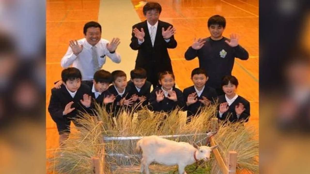 കുട്ടികളില്ല, സ്കൂളിൽ പുതുതായി ചേർന്നത് ആരെന്ന് കണ്ടോ? ആട്ടിൻകുട്ടിയെ ഊഷ്മളമായി വരവേറ്റ് വിദ്യാർത്ഥികൾ കുട്ടികളില്ല, സ്കൂളിൽ പുതുതായി ചേർന്നത് ആരെന്ന് കണ്ടോ? ആട്ടിൻകുട്ടിയെ ഊഷ്മളമായി വരവേറ്റ് വിദ്യാർത്ഥികൾ