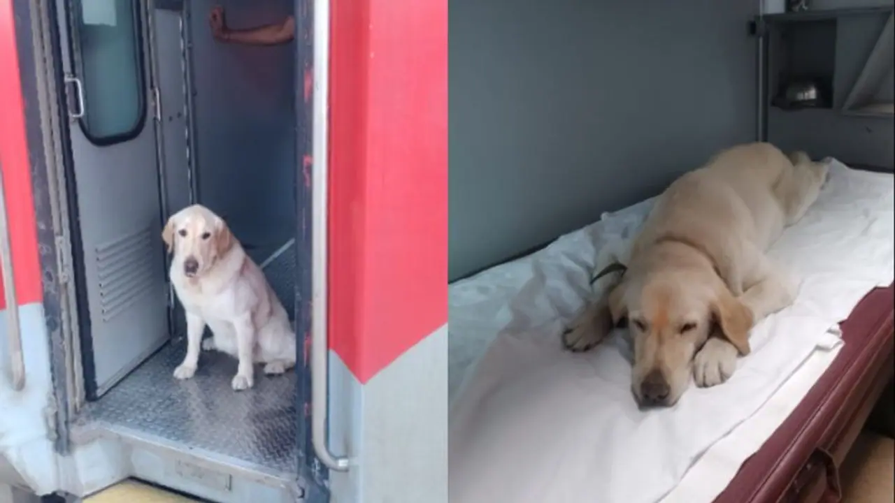Army tracker dog Meru travels first class to Meerut after retirement; Internet can't handle the cuteness
