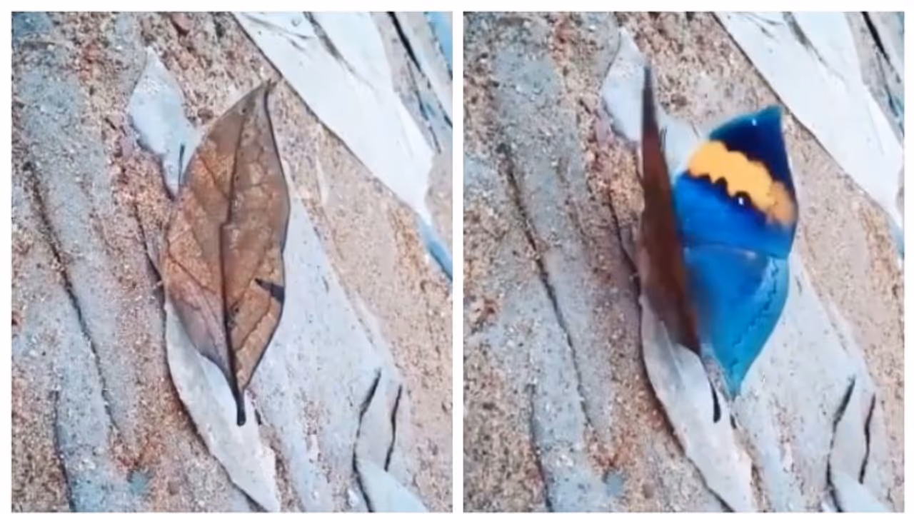 ചിറക് ഒതുക്കിയാൽ വെറും കരിയില, തുറന്നാല് മനോഹരമായ ഒരു ചിത്രശലഭം; വൈറലായി പ്രകൃതിയിലെ വിസ്മയം ചിറക് ഒതുക്കിയാൽ വെറും കരിയില, തുറന്നാല് മനോഹരമായ ഒരു ചിത്രശലഭം; വൈറലായി പ്രകൃതിയിലെ വിസ്മയം