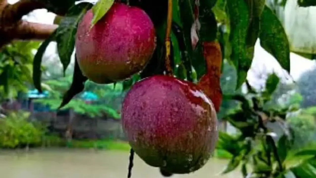 ഒരു കിലോ മാങ്ങ വിറ്റു, കർഷകൻ നേടിയത് മൂന്നുലക്ഷം രൂപ, കർഷകരെ ലക്ഷപ്രഭു വരെയാക്കുന്ന മാമ്പഴം ഒരു കിലോ മാങ്ങ വിറ്റു, കർഷകൻ നേടിയത് മൂന്നുലക്ഷം രൂപ, കർഷകരെ ലക്ഷപ്രഭു വരെയാക്കുന്ന മാമ്പഴം