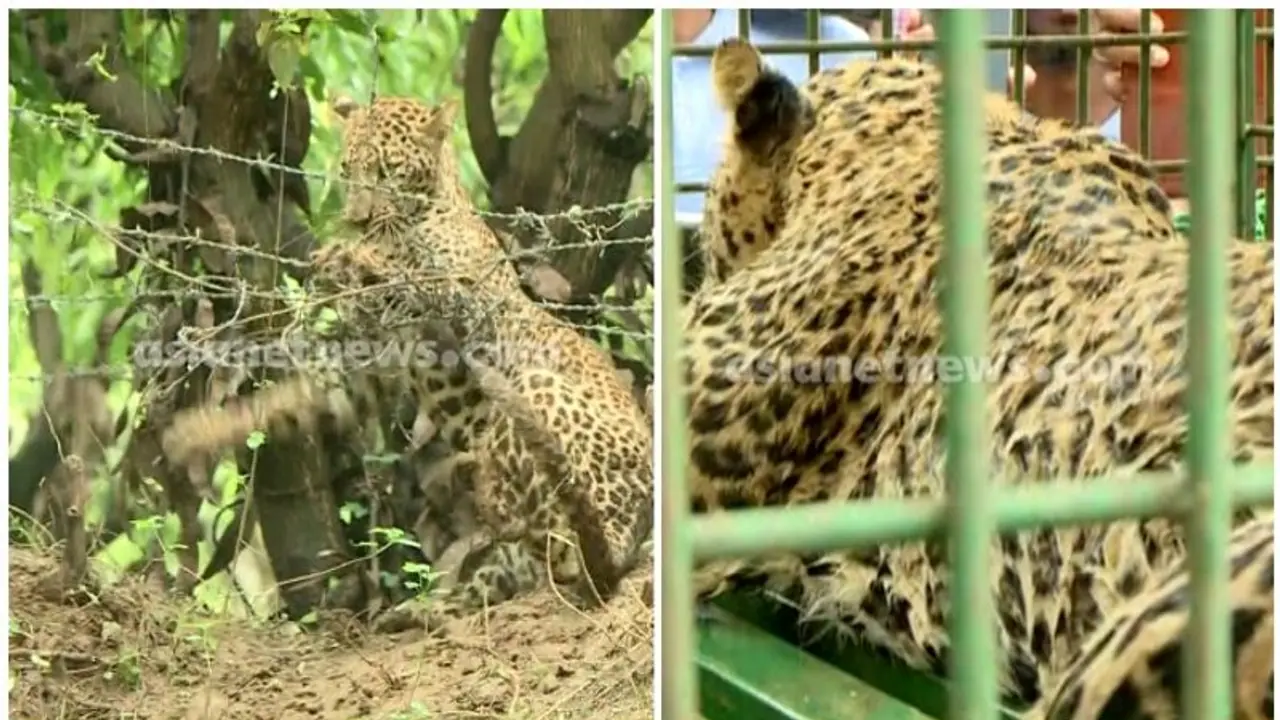Kerala: Leopard dies after getting trapped in wire fence in Palakkad; internal bleeding suspected