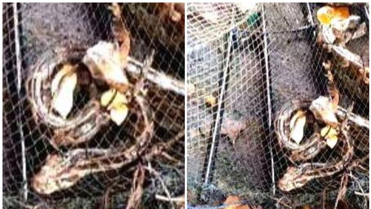 വീടിനരികിലുള്ള തോട്ടിൽ മീന്കൂട് വെച്ചു; കുടുങ്ങിയത് മലമ്പാമ്പ് വീടിനരികിലുള്ള തോട്ടിൽ മീന്കൂട് വെച്ചു; കുടുങ്ങിയത് മലമ്പാമ്പ്