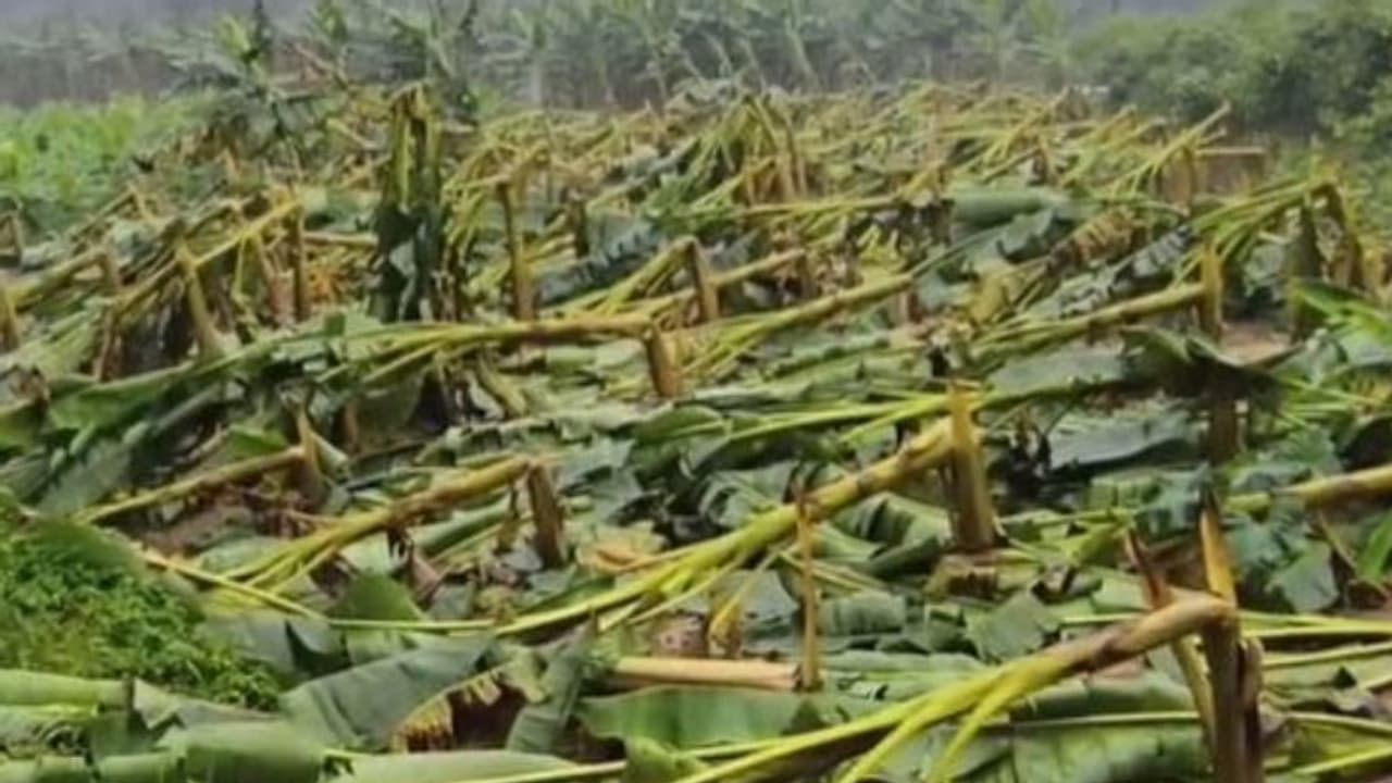 ശക്തമായ വേനൽ മഴ; കപ്പയും റബ്ബറും വാഴയും പച്ചക്കറികളുമടക്കം തിരുവനന്തപുരം ജില്ലയിൽ മാത്രം 11 കോടിയുടെ കൃഷിനാശം