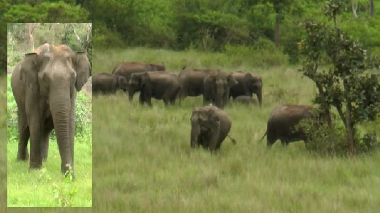 Successful completion of three day elephant census in Karnataka’s Bandipur forest