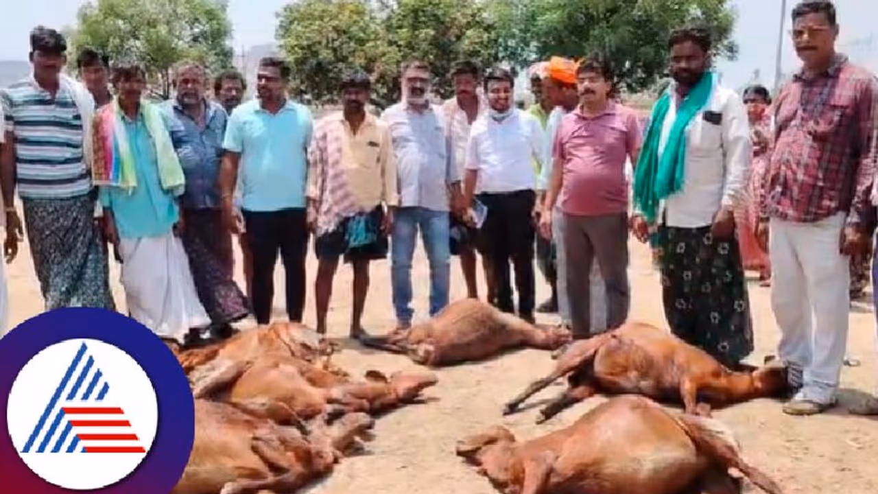 ವಿಷಾಹಾರ ಸೇವಿಸಿ 55ಕ್ಕೂ ಹೆಚ್ಚು ಕುರಿಗಳು ಸಾವು; ಮುಂದೇನು ತೋಚದೇ ಕುರಿಗಾಹಿಗಳು ಕಂಗಾಲು!