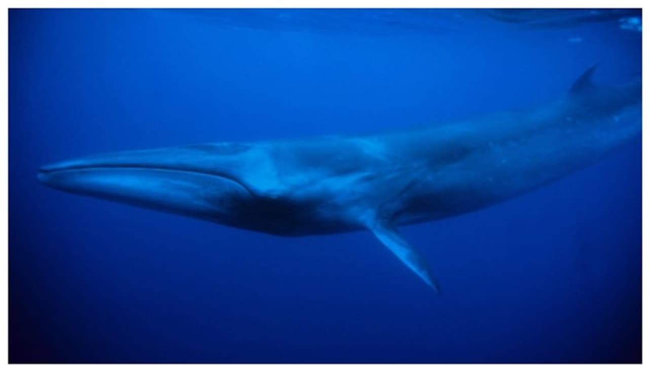 അപ്രത്യക്ഷമായെന്ന് കരുതി; 100 വർഷത്തിന് ശേഷം വീണ്ടും പ്രത്യക്ഷപ്പെട്ട് സെയ് തിമിംഗലം