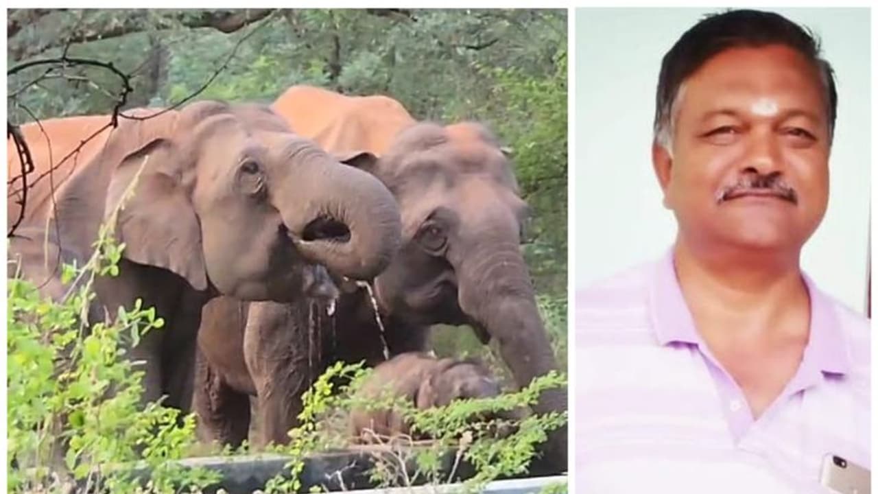 பாரதியார் பல்கலைக்கழகத்தில் முகாமிட்ட காட்டு யானைகள்; யானை துரத்தியதில் பல்கலைக்கழக பணியாளர் உயிரிழப்பு