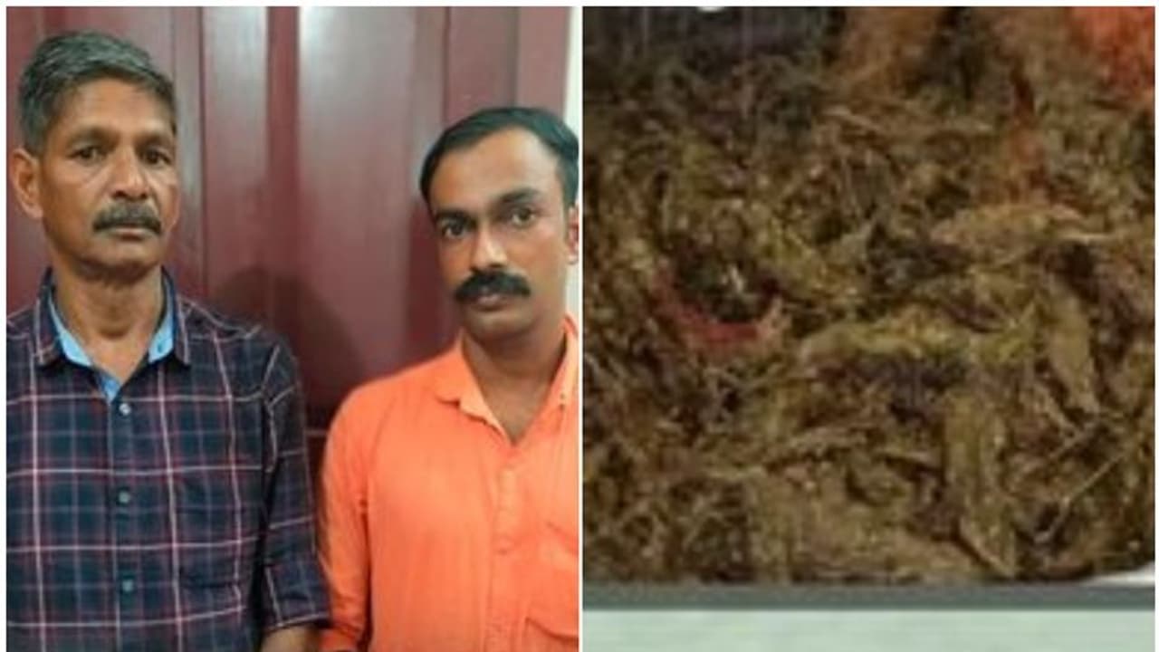 കഞ്ചാവുമായി രണ്ട് പേർ പിടിയില്‍; ചോദ്യം ചെയ്തപ്പോൾ ലഭിച്ചത് നിർണായക വിവരങ്ങൾ, വീട്ടിലും എക്സൈസ് റെയ്ഡ്