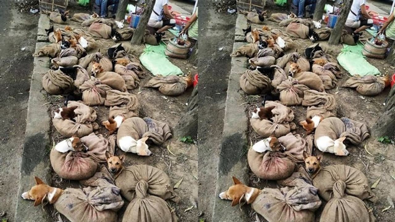 Viral Video: 1 ನಾಯಿಗೆ ಸಾವಿರ, ಹಿಡಿದವರಿಗೆ 50 ರೂಪಾಯಿ, ಮಾಂಸಕ್ಕಾಗಿ 40ಕ್ಕೂ ಅಧಿಕ ಬೀದಿನಾಯಿಗಳ ಕಳ್ಳಸಾಗಣೆ! Viral Video: 1 ನಾಯಿಗೆ ಸಾವಿರ, ಹಿಡಿದವರಿಗೆ 50 ರೂಪಾಯಿ, ಮಾಂಸಕ್ಕಾಗಿ 40ಕ್ಕೂ ಅಧಿಕ ಬೀದಿನಾಯಿಗಳ ಕಳ್ಳಸಾಗಣೆ!