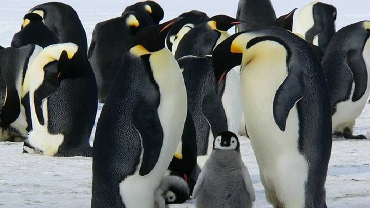 ദക്ഷിണാഫ്രിക്കൻ പരിസ്ഥിതി മന്ത്രിക്കെതിരെ കേസ് കൊടുത്ത് എൻജിഒകൾ; പെൻഗ്വിൻ സംരക്ഷണം പരാജയമെന്ന് ആരോപണം