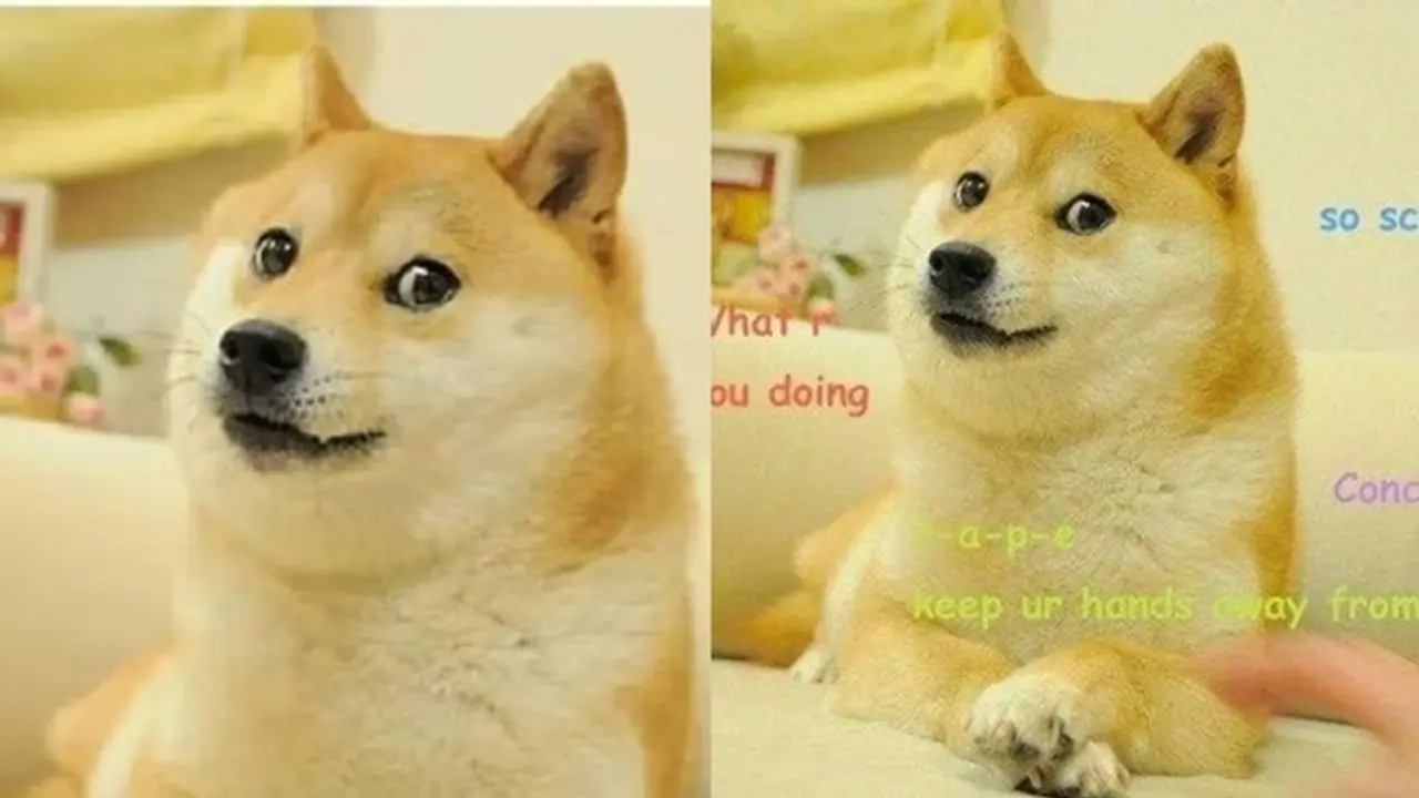 ಡಾಗ್ಮೀಮ್ನಿಂದಲೇ ಪ್ರಸಿದ್ಧವಾಗಿದ್ದ ಶ್ವಾನ ಕಬೋಸು ನಿಧನ! ಡಾಗ್ಮೀಮ್ನಿಂದಲೇ ಪ್ರಸಿದ್ಧವಾಗಿದ್ದ ಶ್ವಾನ ಕಬೋಸು ನಿಧನ!