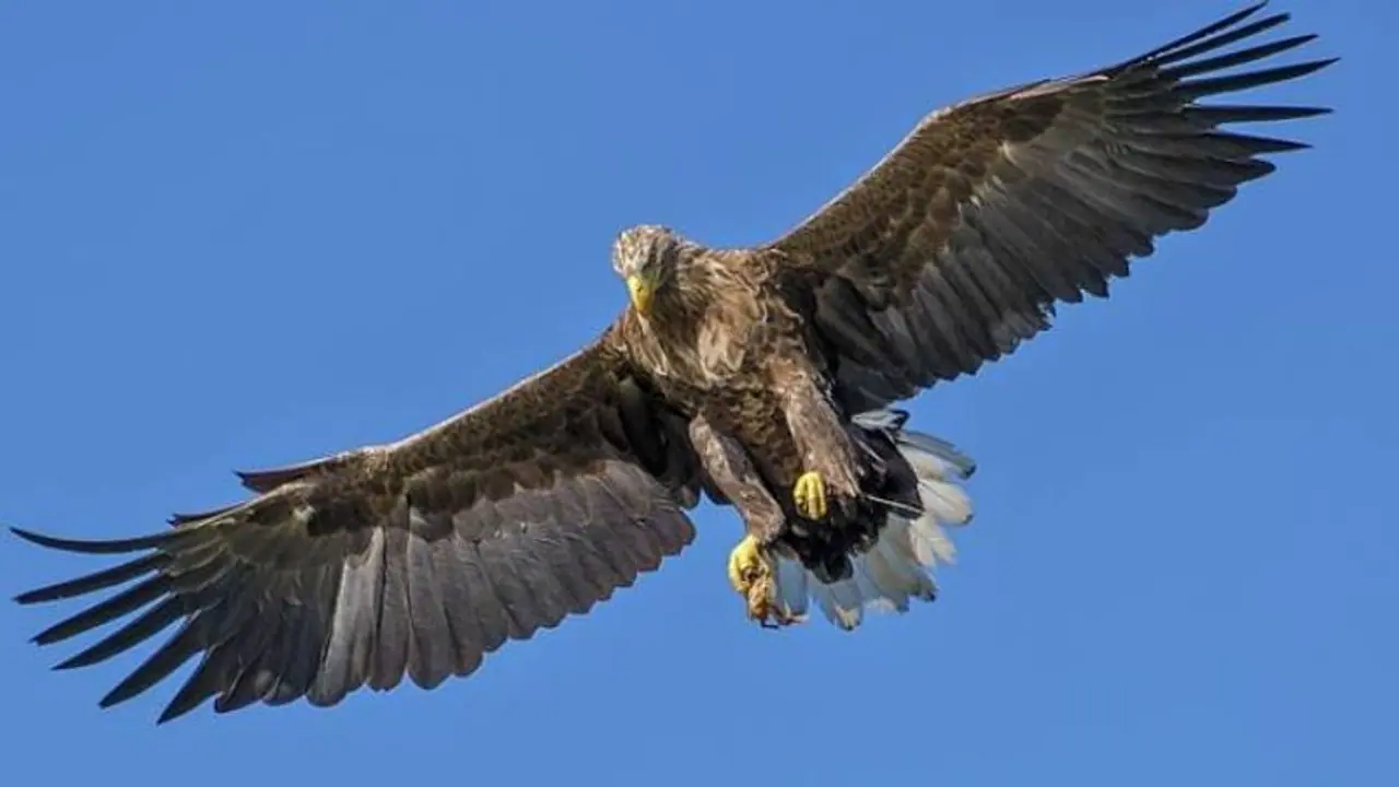 ഉക്രെയ്നിലെ യുദ്ധം കഴുകന്മാരുടെ സഞ്ചാരപാത വരെ മാറ്റി, പുതിയ കണ്ടെത്തലുമായി ശാസ്ത്രജ്ഞർ ഉക്രെയ്നിലെ യുദ്ധം കഴുകന്മാരുടെ സഞ്ചാരപാത വരെ മാറ്റി, പുതിയ കണ്ടെത്തലുമായി ശാസ്ത്രജ്ഞർ
