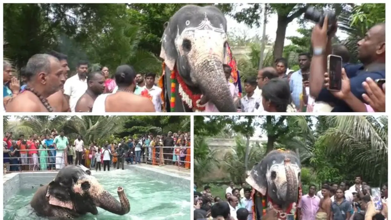 திருவானைக்காவல் கோவிலின் செல்லப்பிள்ளை அகிலாவுக்கு கஜ பூஜையுடன் பிறந்த நாள் கொண்டாடிய பக்தர்கள்