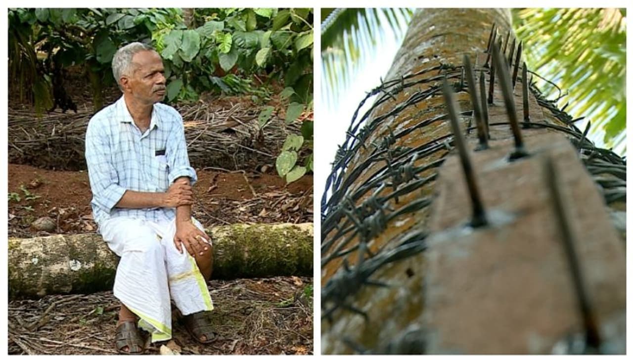 കാട്ടാനയ്ക്ക് കലിപ്പ് തെങ്ങിനോട്; ഒടുവിൽ ആനയെ മര്യാദ പഠിപ്പിക്കാൻ മുള്ള് കമ്പി എടുത്ത് അപ്പുക്കുട്ടൻ മാഷ് കാട്ടാനയ്ക്ക് കലിപ്പ് തെങ്ങിനോട്; ഒടുവിൽ ആനയെ മര്യാദ പഠിപ്പിക്കാൻ മുള്ള് കമ്പി എടുത്ത് അപ്പുക്കുട്ടൻ മാഷ്