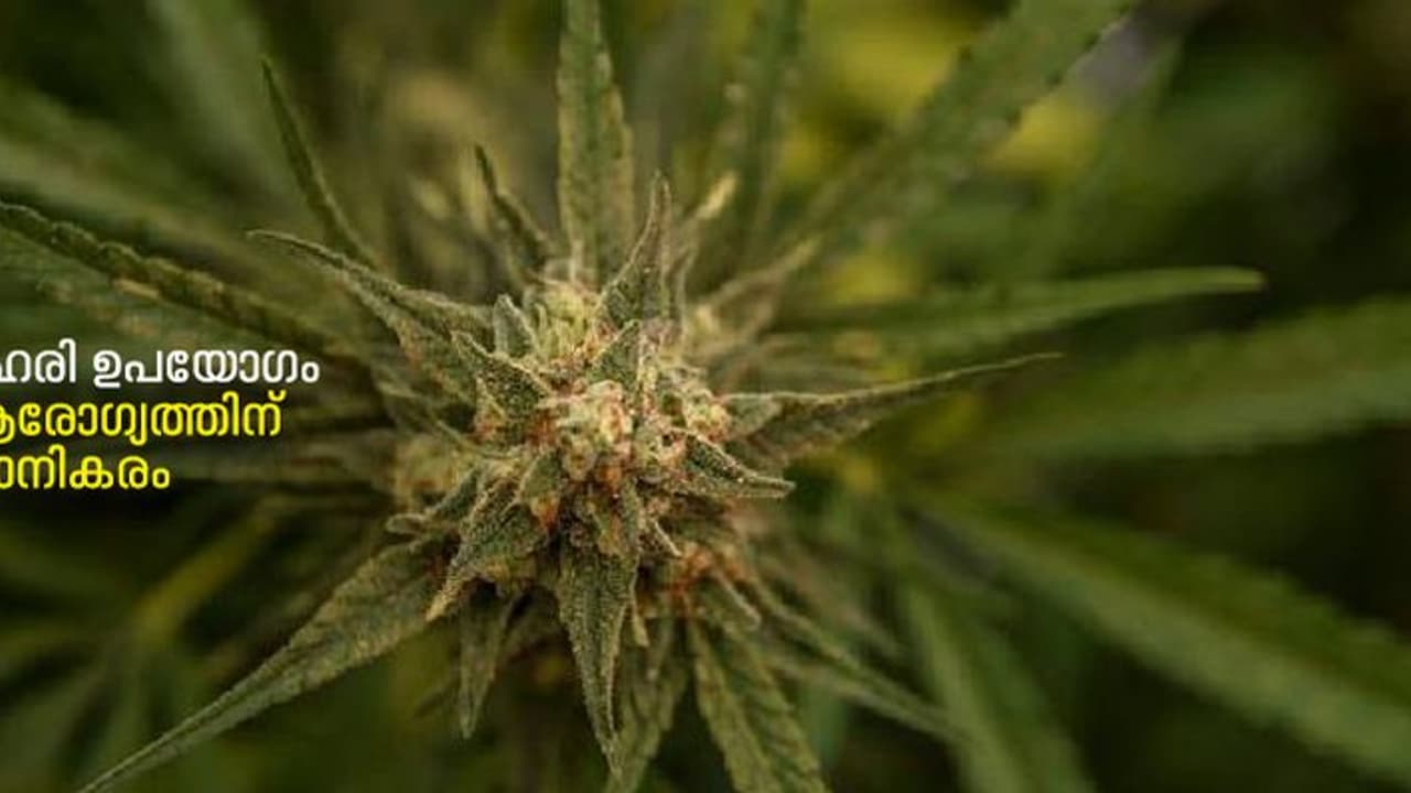 ദിവസേന കഞ്ചാവ് ഉപയോഗിക്കുന്ന അമേരിക്കക്കാരുടെ എണ്ണം മദ്യം കഴിക്കുന്നവരേക്കാൾ കൂടുതലെന്ന് പഠനം 