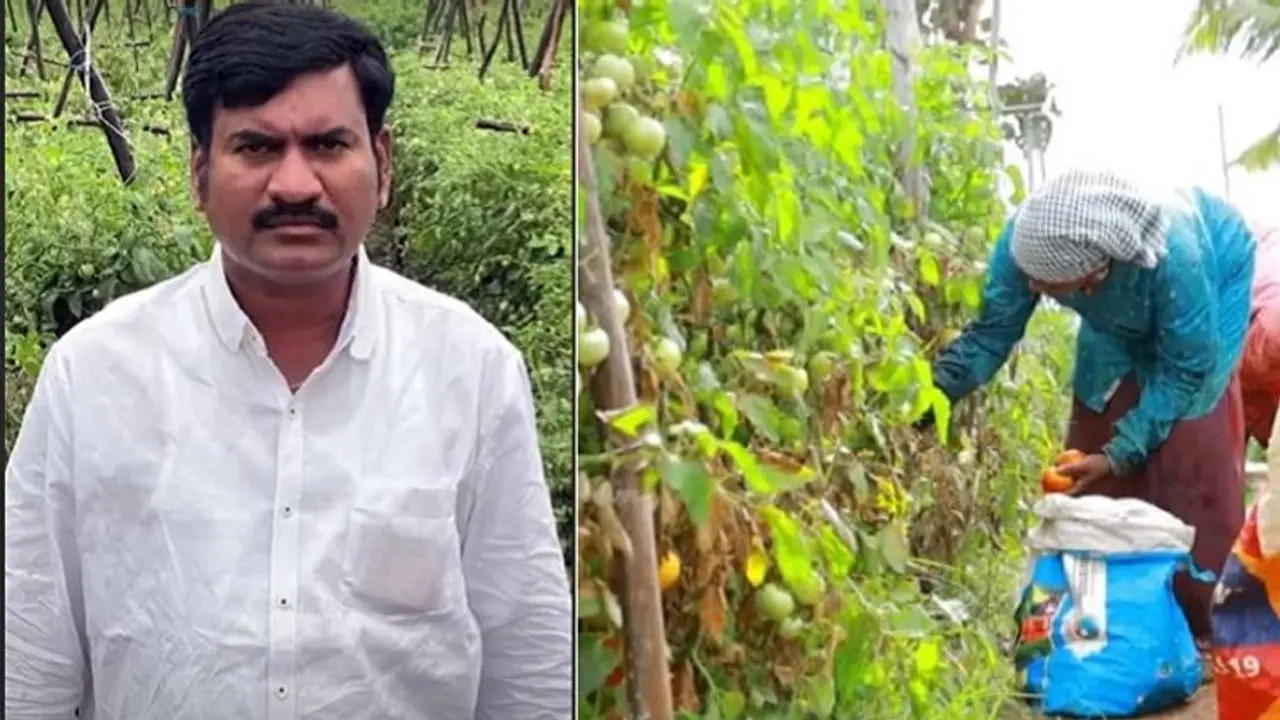 When a Telangana farmer became a crorepati overnight by selling tomatoes When a Telangana farmer became a crorepati overnight by selling tomatoes