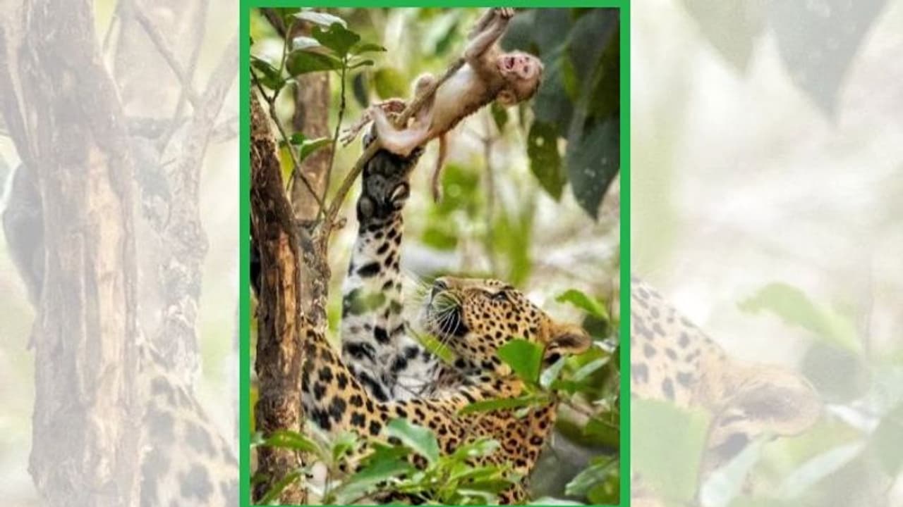 ಪ್ರಕೃತಿ ಕ್ರೂರಿಯಾ? ಹೊಸ ಚರ್ಚೆ ಹುಟ್ಟು ಹಾಕಿದ ಫೋಟೋ ಪ್ರಕೃತಿ ಕ್ರೂರಿಯಾ? ಹೊಸ ಚರ್ಚೆ ಹುಟ್ಟು ಹಾಕಿದ ಫೋಟೋ