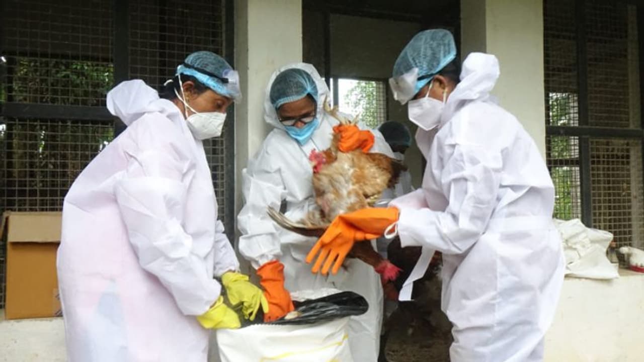 പക്ഷിപ്പനി: 9691 പക്ഷികളെ ദയാവധം ചെയ്തു, 9680 മുട്ട, 10298.25 കിലോ കോഴിത്തീറ്റ, 57 ടൺ വളം എന്നിവ സംസ്കരിച്ചു പക്ഷിപ്പനി: 9691 പക്ഷികളെ ദയാവധം ചെയ്തു, 9680 മുട്ട, 10298.25 കിലോ കോഴിത്തീറ്റ, 57 ടൺ വളം എന്നിവ സംസ്കരിച്ചു