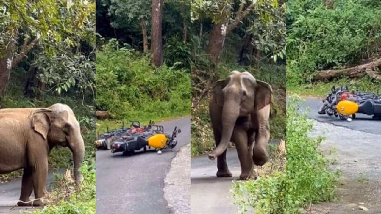 ചിന്നം വിളിച്ച് പാഞ്ഞടുത്ത് കാട്ടാന, ബൈക്ക് നിലത്തിട്ട് ഓടി രക്ഷപ്പെട്ട് റൈഡർമാർ; സംഭവം അതിരപ്പിള്ളിയിൽ ചിന്നം വിളിച്ച് പാഞ്ഞടുത്ത് കാട്ടാന, ബൈക്ക് നിലത്തിട്ട് ഓടി രക്ഷപ്പെട്ട് റൈഡർമാർ; സംഭവം അതിരപ്പിള്ളിയിൽ