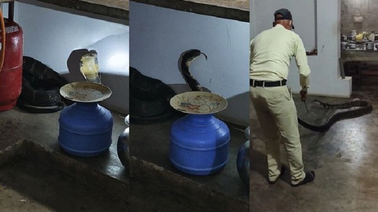 Chikkamagaluru: ಅಡುಗೆ ಕೋಣೆಯಲ್ಲಿ 12 ಅಡಿ ಉದ್ದದ ದೈತ್ಯ ಕಾಳಿಂಗ ಸರ್ಪ ಪತ್ತೆ!