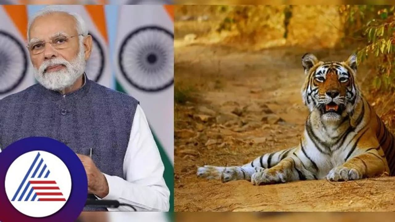 ಹುಲಿ ಯೋಜನೆ ಕಾರ್ಯಕ್ರಮಕ್ಕೆ ಮೋದಿ ಮೈಸೂರು ಭೇಟಿ; ₹3.3 ಕೋಟಿ ಬಿಲ್ ಬಾಕಿ! ಹುಲಿ ಯೋಜನೆ ಕಾರ್ಯಕ್ರಮಕ್ಕೆ ಮೋದಿ ಮೈಸೂರು ಭೇಟಿ; ₹3.3 ಕೋಟಿ ಬಿಲ್ ಬಾಕಿ!