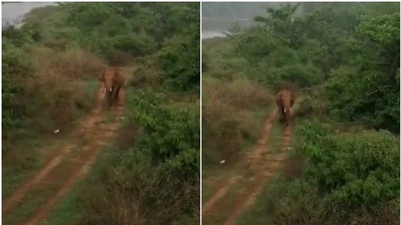 ആറളം പാലത്തിന് സമീപം കാട്ടാന, വെള്ളം കുടിക്കാനെത്തി കൂട്ടംതെറ്റിയതെന്ന് സംശയം ആറളം പാലത്തിന് സമീപം കാട്ടാന, വെള്ളം കുടിക്കാനെത്തി കൂട്ടംതെറ്റിയതെന്ന് സംശയം