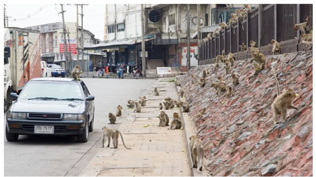 അന്ന് 'കുരങ്ങുകളുടെ നഗരം' എന്ന ടൂറിസ്റ്റ് ഖ്യാതി, ഇന്ന് കുരങ്ങുകള് കാരണം നഗരം വിടാനൊരുങ്ങി തദ്ദേശീയർ അന്ന് 'കുരങ്ങുകളുടെ നഗരം' എന്ന ടൂറിസ്റ്റ് ഖ്യാതി, ഇന്ന് കുരങ്ങുകള് കാരണം നഗരം വിടാനൊരുങ്ങി തദ്ദേശീയർ