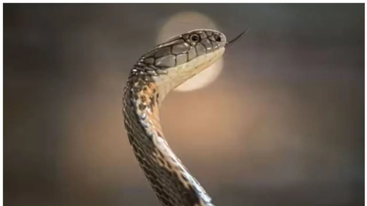 திருப்பத்தூரில் அரிய வகை பாம்பை கொன்று சமைத்துத் தின்ற இளைஞர் கைது!