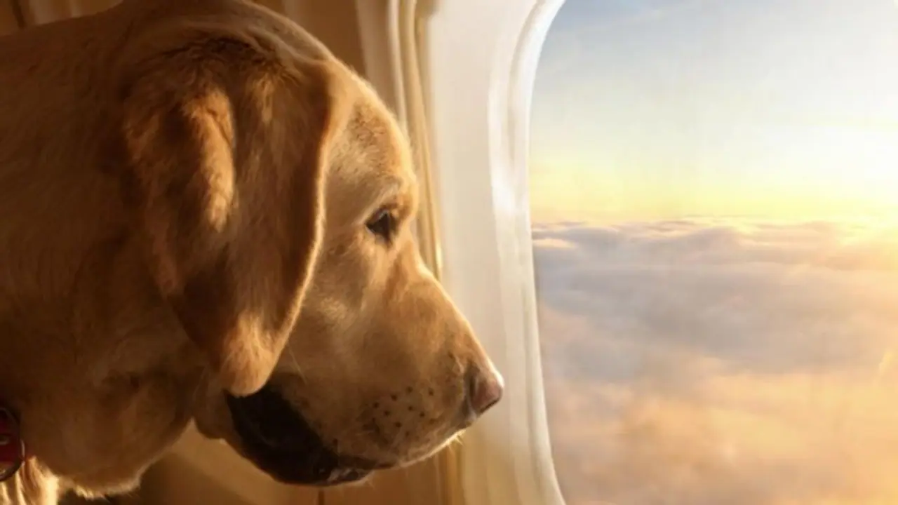 BARK Air: World’s first dog centric airline takes off, inaugural flight sold out in US BARK Air: World’s first dog centric airline takes off, inaugural flight sold out in US
