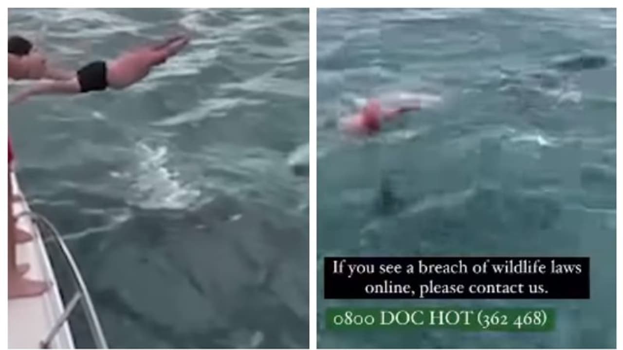 കൊലയാളി തിമിംഗലത്തെ അടിച്ച് വീഴ്ത്താൻ ശ്രമിച്ചു; ന്യൂസിലൻഡുകാരന് പിഴ കൊലയാളി തിമിംഗലത്തെ അടിച്ച് വീഴ്ത്താൻ ശ്രമിച്ചു; ന്യൂസിലൻഡുകാരന് പിഴ