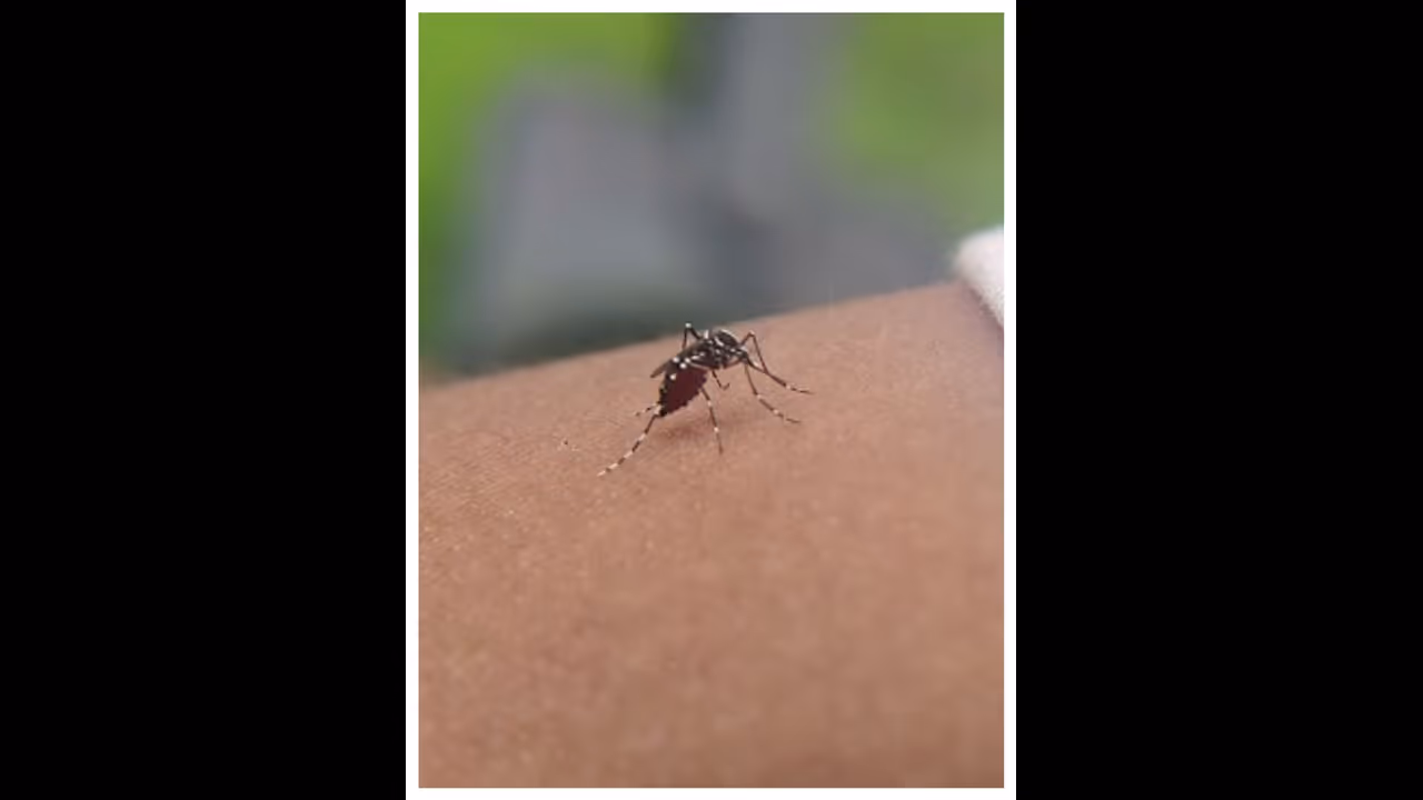 Karnataka: Dengue cases cross 200 in Shivamogga, surge likely in July Karnataka: Dengue cases cross 200 in Shivamogga, surge likely in July