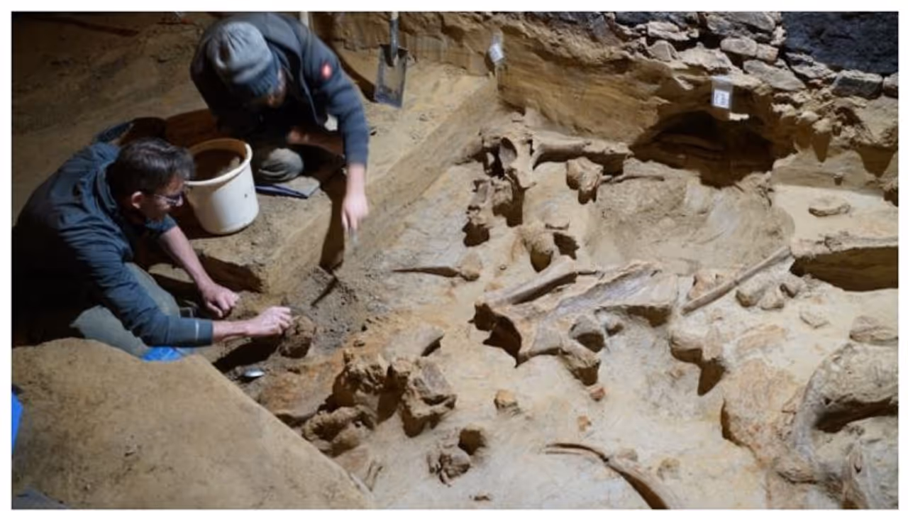 പുരാതനമായ വൈന്‍ നിലവറ വൃത്തിയാക്കിയപ്പോള്‍ ലഭിച്ചത് 40,000 വർഷം പഴക്കമുള്ള മാമോത്ത് അസ്ഥികൾ