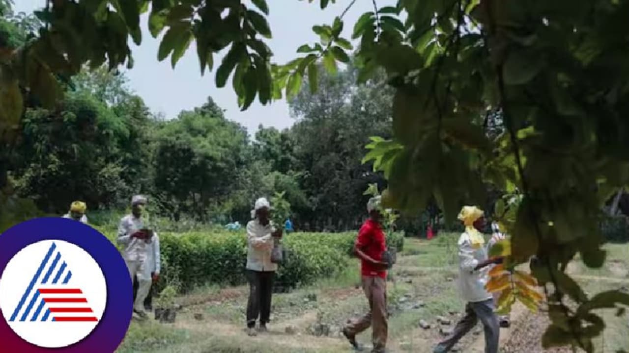 ಅರಣ್ಯ ಇಲಾಖೆಯಲ್ಲೇ ಬಿದ್ದಿದೆ ಕಾಡು ಬೆಳೆಸಲು ಕೊಟ್ಟ ಹಣ! 