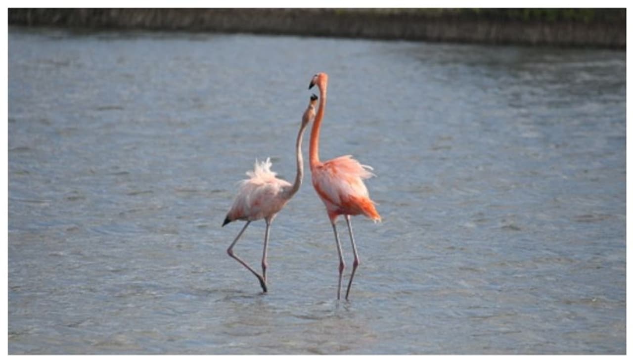 Sex Island : ಅನ್ಲಿಮಿಟೆಡ್ ಸೆಕ್ಸ್ ಮತ್ತೆ ಡ್ರಗ್ಸ್… ಆಲ್ಕೋಹಾಲ್ ಪ್ರೇಮಿಗಳಿಗೆ ಸ್ವರ್ಗ..ಮತ್ತೆ ಶುರುವಾಗ್ತಿದೆ ಸೆಕ್ಸ್ ಐಲ್ಯಾಂಡ Sex Island : ಅನ್ಲಿಮಿಟೆಡ್ ಸೆಕ್ಸ್ ಮತ್ತೆ ಡ್ರಗ್ಸ್… ಆಲ್ಕೋಹಾಲ್ ಪ್ರೇಮಿಗಳಿಗೆ ಸ್ವರ್ಗ..ಮತ್ತೆ ಶುರುವಾಗ್ತಿದೆ ಸೆಕ್ಸ್ ಐಲ್ಯಾಂಡ