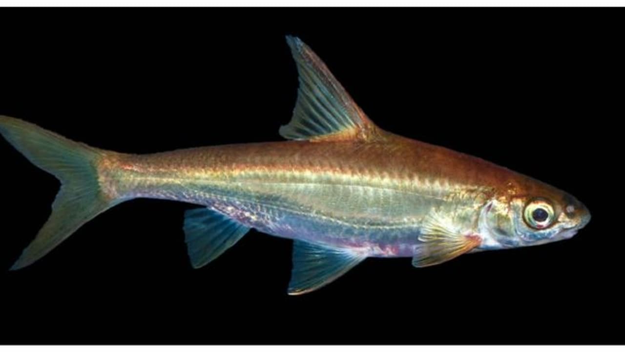 Kerala: First aquatic faunal survey in Periyar Tiger Reserve unveiled exceptional odonate and fish diversity Kerala: First aquatic faunal survey in Periyar Tiger Reserve unveiled exceptional odonate and fish diversity