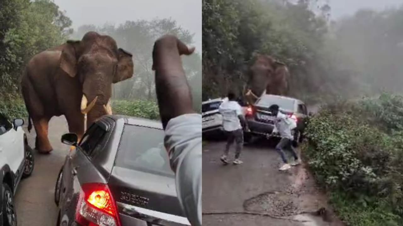 മൂന്നാറിൽ റോഡിൽ നിലയുറപ്പിച്ച് പടയപ്പ, കാറുകളിൽ നിന്ന് ഇറങ്ങിയോടി രക്ഷപ്പെട്ട് യാത്രക്കാർ മൂന്നാറിൽ റോഡിൽ നിലയുറപ്പിച്ച് പടയപ്പ, കാറുകളിൽ നിന്ന് ഇറങ്ങിയോടി രക്ഷപ്പെട്ട് യാത്രക്കാർ