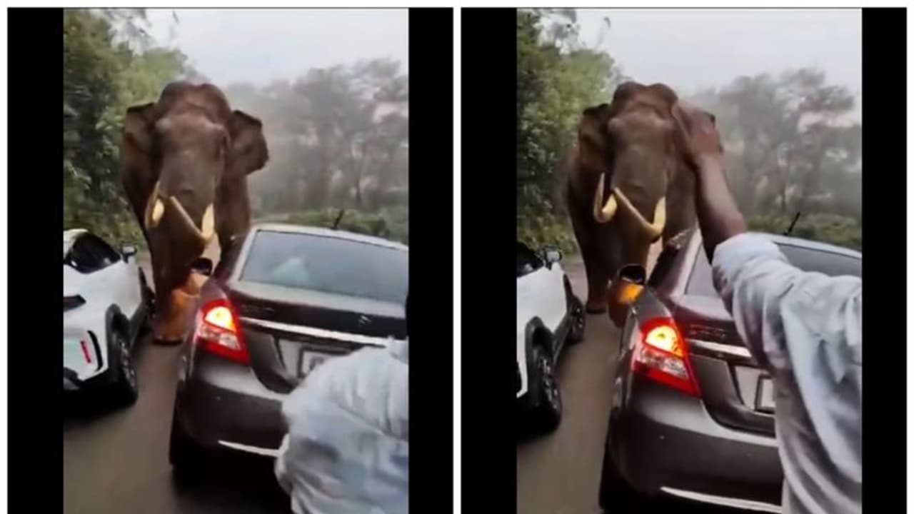 டேய் மச்சான் ஓடு டா ஓடு; மூணாறு சாலையில் வாகன ஓட்டிகளுக்கு உயிர் பயத்தை காட்டிய படையப்பா டேய் மச்சான் ஓடு டா ஓடு; மூணாறு சாலையில் வாகன ஓட்டிகளுக்கு உயிர் பயத்தை காட்டிய படையப்பா
