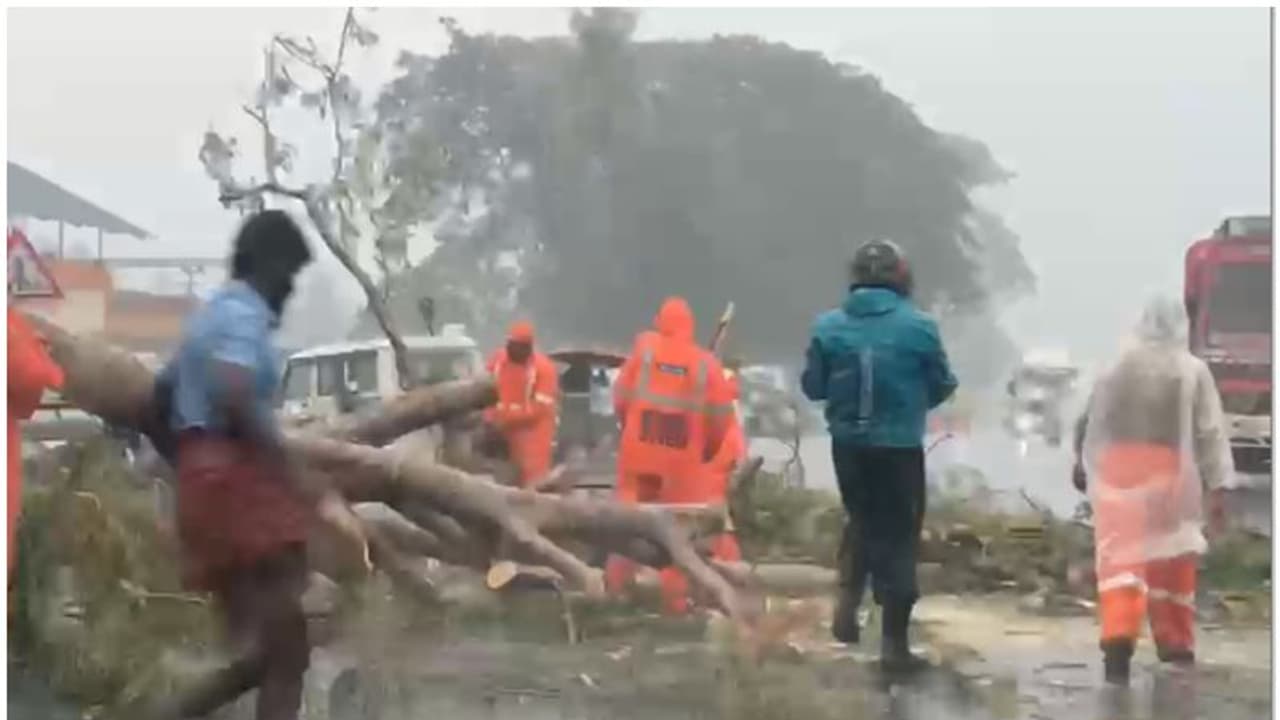ശക്തമായ മഴ: ചേര്ത്തല ദേശീയപാതയില് മരം കടപുഴകി വീണ് ഗതാഗത തടസം ശക്തമായ മഴ: ചേര്ത്തല ദേശീയപാതയില് മരം കടപുഴകി വീണ് ഗതാഗത തടസം