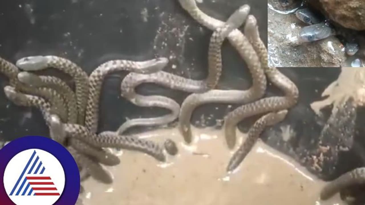 ಒಂದಲ್ಲ, ಎರಡಲ್ಲ, ಮನೆಯ ಟಾಯ್ಲೆಟ್ನಿಂದ ಹೊರ ಬಂದವು 35 ಹಾವುಗಳು;ಇಲ್ಲಿದೆ ಮೈ ಝುಮ್ಮೆನ್ನಿಸೋ ವಿಡಿಯೋ ಒಂದಲ್ಲ, ಎರಡಲ್ಲ, ಮನೆಯ ಟಾಯ್ಲೆಟ್ನಿಂದ ಹೊರ ಬಂದವು 35 ಹಾವುಗಳು;ಇಲ್ಲಿದೆ ಮೈ ಝುಮ್ಮೆನ್ನಿಸೋ ವಿಡಿಯೋ